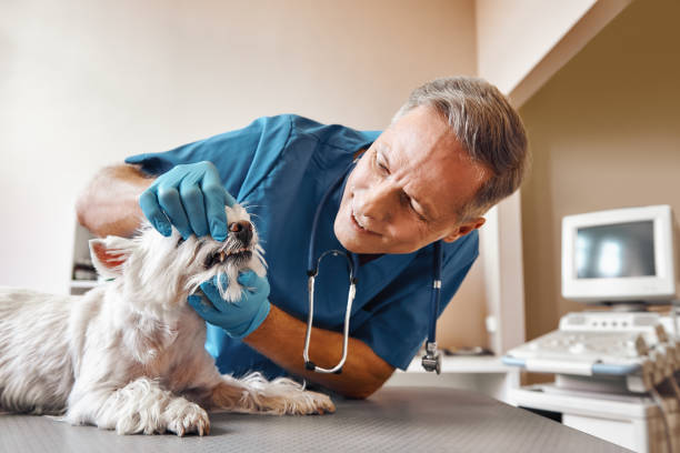  Terrytown, LA Emergency Dentist Pros